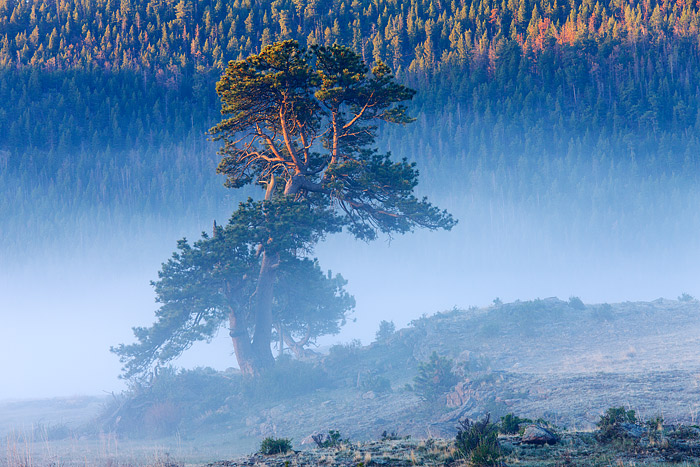 A beautiful Ponderosa Pine stands watch over historic Morane Park in Rocky Mountain National Park 