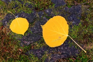 Autumn Aspen leaves along Boulder Brook in Rocky Mountain National Park. 