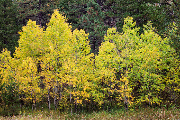 Golden Aspens in Boulder, Colorado, Open Space,Fall