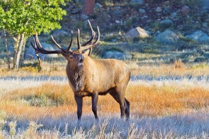 Bull Elk in Moraine Park, Rocky Mountain National Park, Colorado 