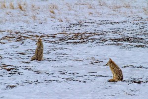 Coyotes howl and yip at the full moon over Moraine Park, Rocky Mountain National Park, Colorado 