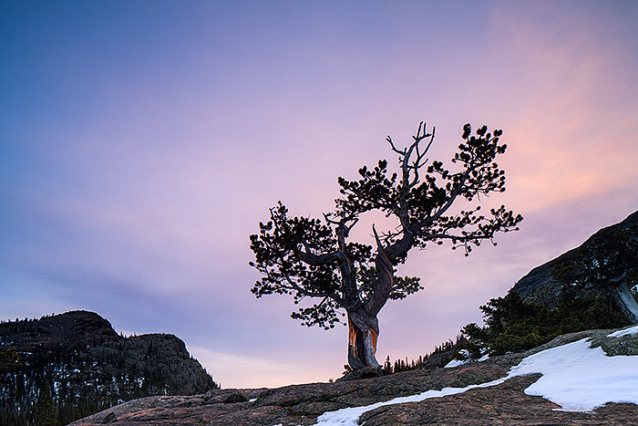 A muted but still colorful sunrise colors the sky over Glacier Gorge and a Krummholz tree. The conditions in Rocky during the month of March are ever changing which can make photography in the park both difficult and dynamic. Technicial Details: Canon EOS 1Ds III, 24mm TS-E F3.5 L II