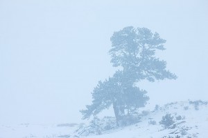 A lone ponderosa pine weathers the near whiteout conditions in Moraine Park. Technicial Details: Canon EOS 1Ds III, 70-300mm F4-5.6 L