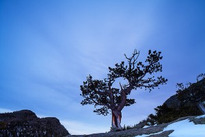 A lone Krummholz tree sits above Glacier Gorge prior to sunrise. Singularity helps to make this pre-dawn image of a tree more meaningful than if it was amongst a group of trees. Technicial Details: Canon Eos 1Ds III, 24mm TS-E F3.5 L II