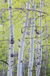 Lime green spring aspen trees bud out along Lumpy Ridge and the Gem Lake trail. Technical Details: Canon EOS 5D Mark III, 70-300mm F4-5.6 L 