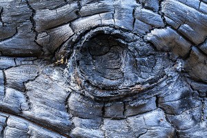 The charred remains of a spruce tree make for and interesting subject for photography near Cub Lake. The metallic like sheen and patterns made for a reptillian like resemblence. Technicial Details: Canon EOS 5D Mark III, 100mm Macro F2.8 L IS