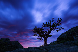 This Krumholtz tree is also one of my favorite subjects in all of Rocky Mountain National Park. Perched within Glacier Gorge, this particular tree has a shape and form that is unique. Technical Details: Canon EOS 5D Mark III, 24mm TS-E F3.5 L II