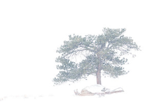 Four days after New Years day, the conditions in Moraine Park were quite different. I'm facing westward as opposed to eastward in this view and the heavy snow made for interesting conditions which allowed me to photograph this tree in high-key. Technical Details: Canon EOS 5D Mark III, 70-300mm F4-5.6 L