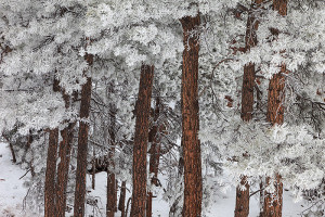 Another of my favorite go to locations in and around Boulder is Flagstaff Mountain. This grove of Ponderosa Pines perched on top of Flagstaff Mountain are a favorite subject of mine, especially when frosted over. Technical Details: Canon EOS 5D Mark II, 24-105mm F4 IS L 