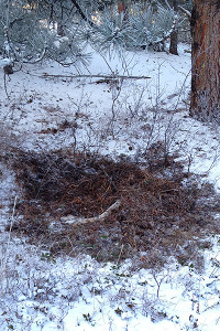 Just up the hill 15-20 yards from the trail the Mountain lion ate the mule deer then cached the remaining portion under pine needles and cones.