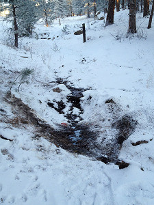 Here's the muddied location where it all went down. The mountain lion took the deer down right at this location, then dragged the deer up the hillside. the drag marks can be seen on the left side of the photo. Blood and the outline of the deer's head can also be seen just above below the drag marks. 