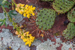 Golden Banner is blooming in many of the open space properties in and around Boulder. These wildflowers may have survived the snowstorm last week, but the weight of the snow has pushed them down close to the ground and prickly pear cactus. Technical Details: Canon EOS 5D Mark III, 24-70mm F4 IS L 