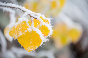 Hoar frost and snow cover golden aspen leaves along the slopes of the Bierstadt Moraine after Rocky's first snow at mid and lower elevations this year. Technical Details: Canon EOS 5D Mark III, 70-300mm F4-5.6 L 