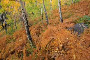 There is still plenty of fall color to photograph in the park. Look for smaller scenes of peak color like this one along the base of Bierstadt Moraine. Technical Details: Canon EOS 1Ds Mark III, 24mm TS-E F3.5 L II