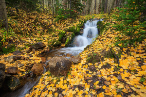 Even though the winds of the last few days have stripped many of the aspens of leaves at higher elevations. Places like Boulder Brook are great when the forest floor is covered with fallen aspen leaves. Technical Details: Canon EOS 1Ds III, 16-35mm F4 IS L 