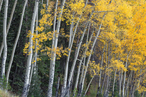 The aspens on the west side of RMNP were past peak as of last Saturday. I would expect most trees to be well past peak on the west side at this point in time. Technical Details: Canon EOS 5D Mark III, 100-400mm F4-5.6 IS L 