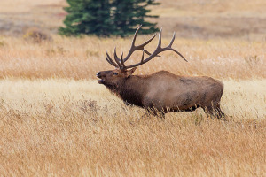 The Elk Rut is still in full swing in Rocky Mountain National Park but even it's pace has slowed in recent days. Technical Details: Canon EOS 5D Mark III, 100-400mm F4-5.6 IS L 