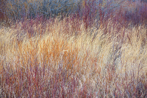 Sunrise might have been a bust this morning but there was no wind which allowed me to capture this pattern of willows and grasses in Horseshoe Park. Technical Details: Nikon D810, Nikkor 24-120mm F4 ED VR 