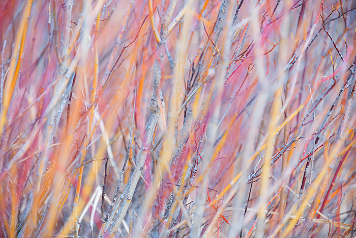 I set out to Rocky Mountain National Park this morning hoping to capture a dramatic sunrise. Sunrise never materialized so I had to look for other subjects to photograph. While not exactly what I had in mind, this abstract of willows along Fall River in Horseshoe Park was both fun and rewarding to make. I had to just take a moment to get over the fact that sunrise was a bust, and then start looking around for other subjects. The colorful willows caught my eye. Anyone who has had to bushwack through willows will have a greater appreciation for the 'density' these bushes put forth. Technical Details: Nikon D810, Nikkor 28-300mm F4.5-5.6 ED