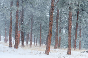 Ponderosa Pines on a cloudy gray day near the summit of Flagstaff Mountain west of Boulder. Technical Details: Nikon D810, Nikkor 70-200mm F4 ED VR