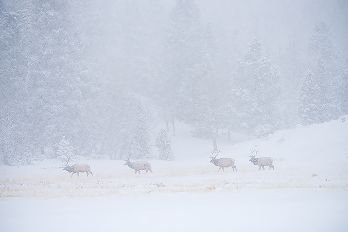 It's easy to let gear choices overwhelm you and confuse you when out in the field. Some of the best advice I can give is to keep it simple. This was the case last week when I photographed these four Bull Elk crossing a meadow in Horseshoe Park in Rocky Mountain National Park. I only had a 70-200mm which is not typically a 'wildlife' focal length. Needless to say it helped me create this 'Elkscape' which was one of my favorite images of the day. Technical Details: Nikon D810, Nikkor 70-200mm F4 ED VR