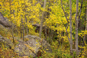 On the hike out of Ouzel Lake I was able to find quite a bit of fall color in the forests of Wild Basin like this group of aspen trees. Technical Details: Nikon D810, Nikkor 24-120mm F4 VR ED lens 