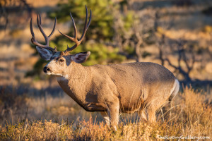 Wildlife in Rocky Mountain National Park is at its prime during the 'brown' season as it coincides with the mating or rut. This beautiful mule deer buck keeps a watchful eye on another buck across the meadow. Technical Details: Nikon D810, Sigma150-600mm 5-6.3 DG HSM OS C lens
