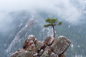 Here is a different image of the same tree as above. I've been waiting for weather like this to photograph this tree with fog and snow moving across the Flatirons and Gregory Canyon for sometime. Technical Details: Nikon D810, Nikkor 24-120mm F4 ED AF VR