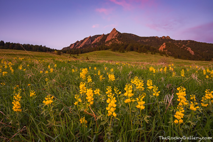 It's finally getting to be that time of year again. Wildflowers are once again appearing in Chautauqua Meadows below the Flatirons of Boulder, Colorado. It's always great to welcome back the golden banner to the meadow as it was when I photogrpahed the Flatirons this past Sunday. Technical Details: Nikon D810, Nikkor 16-35mm F4 AF VR ED lens 