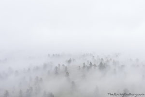 Looking north from a ridgeline at Walker Ranch Open Space as the fog envelops the pines and transforms the landscape. Technical Details: Nikon D810, Nikkor 24-70mm F2.8 ED AF 