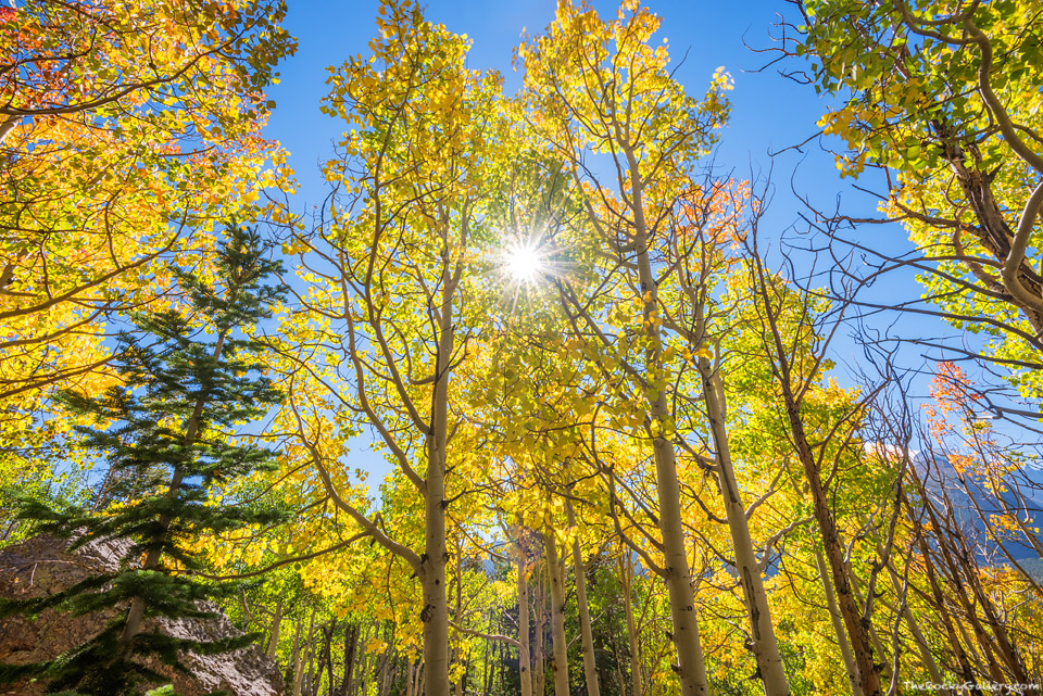 Fall color season is underway in Rocky Mountain National Park with some of Rock's aspen trees starting to turn golden in ernest. I photographed this grove of fall aspens just above Bear Lake yesterday. There are still only small pockets of fall color to be found in RMNP right now but look for autumn color to being to occur more rapidly now as we move through September. Technical Details: Nikon D810, Nikkor 16-35mm F4 AF VR ED