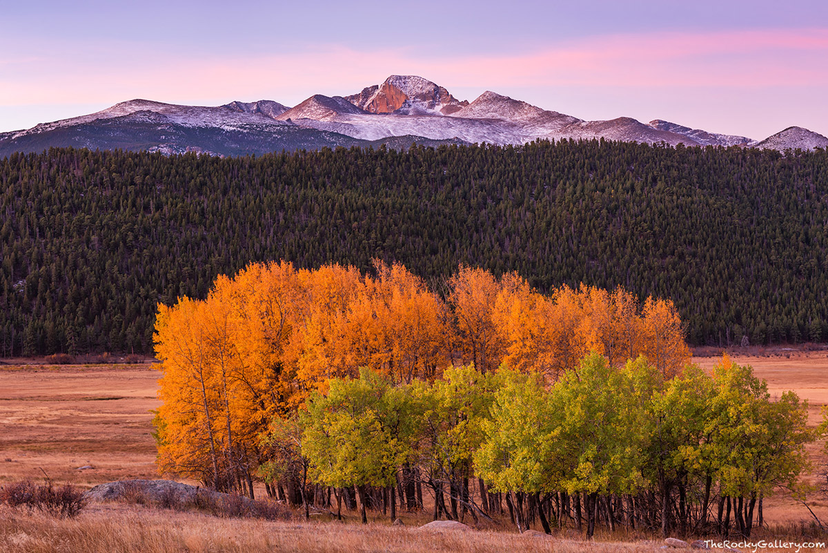 Even though the autumn season in Rocky Mountain National Park is quickly coming to a conclusion. There are still a few areas in the lower elevation of Rocky Mountain National Park where one can capture images of the fall season. These narrowleaf cottonwood trees in Moraine Park looked stunning as first light illuminated a snow covered Longs Peak yesterday morning. The aspen trees just in front of the golden cottonwoods are just starting to change from  green to yellow. Technical Details: Nikon D810, Nikkor 24-70mm F2.8 ED AF lens 