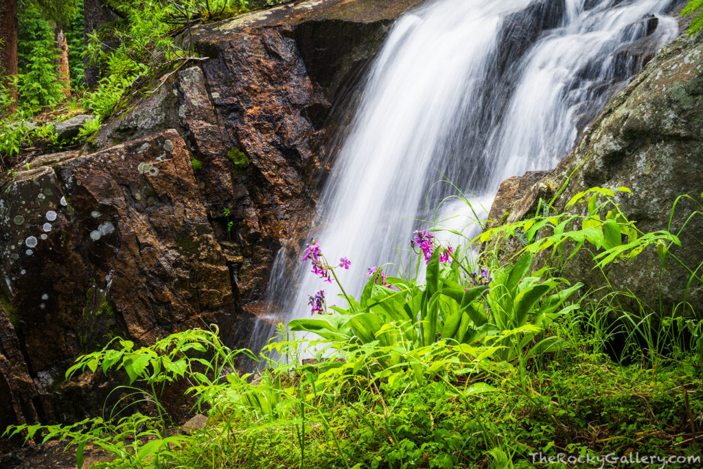 Just above Lone Pine Lake the trail crosses over this beautiful cascade. Green from all the rain and moisture and lined with wildflowers, scenes like this one make the East Inlet trail a favorite amongst hikers in RMNP. Technical Details: Nikon Z7 II, Nikkor 24-120mm F4 lens