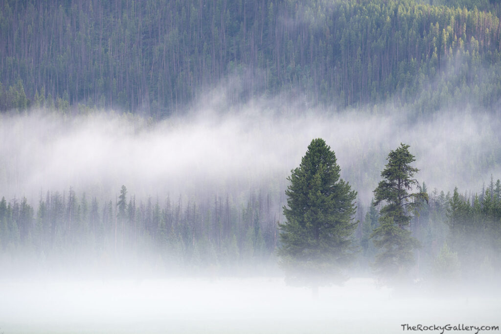 The morning before heading up the East Inlet, I spent the morning attempting to chase any breaks in the cloud cover at sunrise. As I drove through the Kawuneeche Valley, the fog along the Colorado River was awesome and small breaks in the clouds had the hillsides bathing in sunlight here and there. Technical Details: Nikon Z7 II, Nikkor 100-400mm F4-5.6 S lens