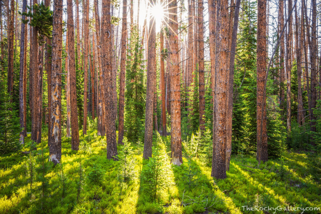 While a lot of the west side of RMNP sustained fire damage, there are still many areas that managed to escape both the fire and the beetle kill. On another clear morning in the park, getting creative I came across this stand of pines casting shadows on the vibrant green forest floor along the Onahu Creek Trail. Regardless of the clear skies, its hard to have a more memorable time then hiking on the less travelled trails of Rocky. Technical Details: Nikon Z7 II, Nikkor 24-120mm F4 S lens 