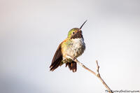 Ready To Fly
