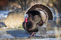 Strutting
