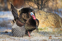 Turkey Tough