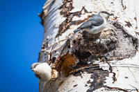 Pygmy Nuthatches