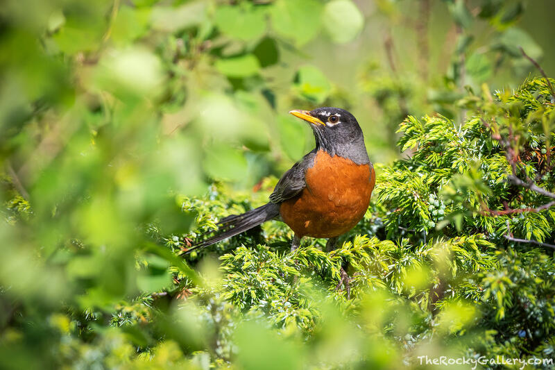 American Robin - Upper Beaver Meadows 