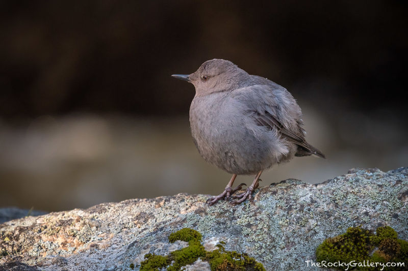 Ouzel Dance