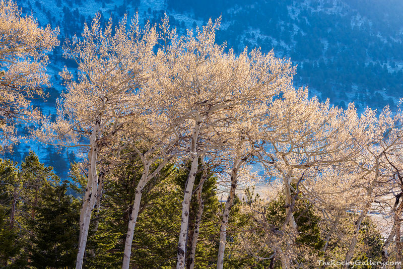 Spring Catkins On Beaver