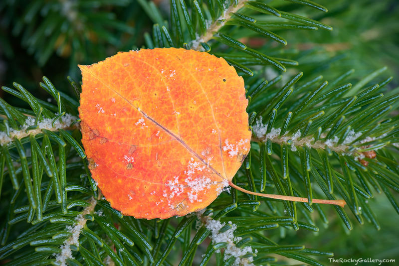 Turning Of The Season