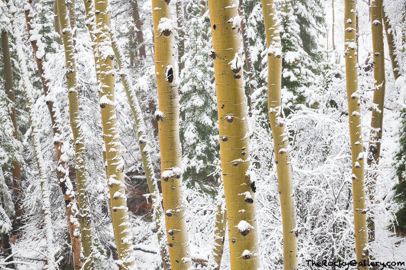 Snow On Aspen Boles