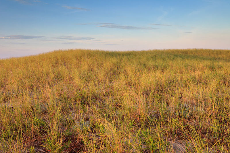 Beach Dunes And Grasses