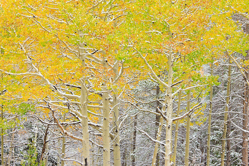 Snow Covered Aspens  along Bear Lake Rd