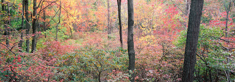 Fall on Bear Mountain - Panoramic View