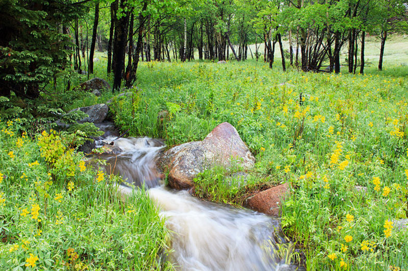 Beaver Meadow Spring View