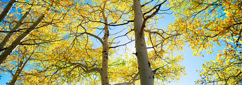 Bierdstadt Moraine Aspens