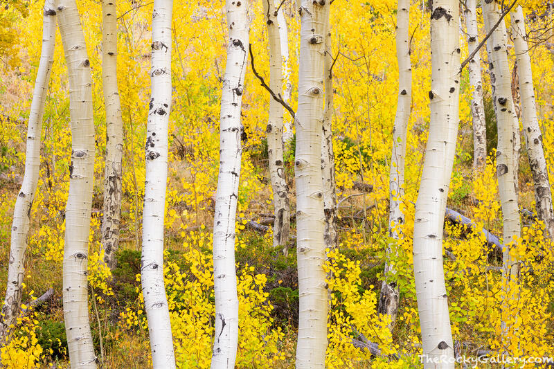 Bending Aspens